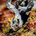 nudibranch_triune_db_v_0705_png2198.jpg
